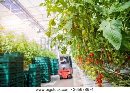 Beautiful Red Ripe Tomatoes Grown In A Greenhouse.