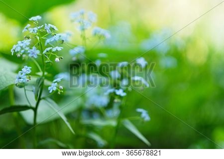 Brunnera Blue Flowers As A Blur Background Texture. Selective Soft Focus Small Shallow Depth Of Fiel