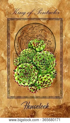 King Of Pentacles. Minor Arcana Tarot Card With Houseleek And Magic Seal. Vintage Deck Enchanted Flo