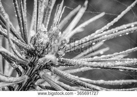 This Photo From Ice On Pine Needles Is Make Near The Place Harskamp In The Netherlands.