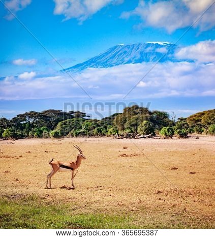 Thomsons Gazelle Or Tommie Stand On The Pasture In Kenya Over Kilimanjaro Mountain