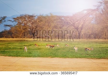 Thomsons Gazelle Or Tommie Group In The Wildness Of National Reserve Stand On The Pasture In Kenya