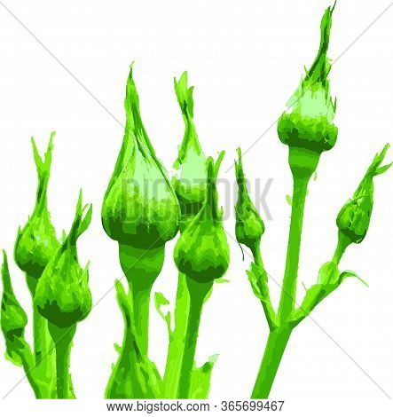 Close Up Rose Bud On White Background