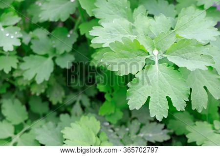 Leaves Of Celandine. A Medicinal Plant. A Drop Of Rain On Green Leaves. Young Green Plants In Spring