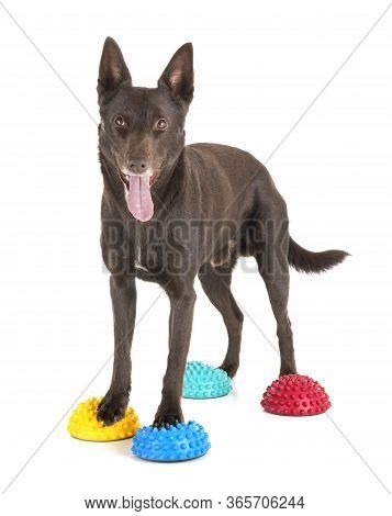 Australian Kelpie In Front Of White Background