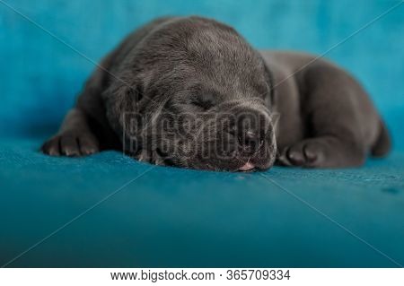 Litlle Puppy Sleeping Cane Corso Animal Gray