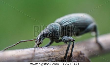 Turquoise Curculionidae On A Twig Macro, Summer