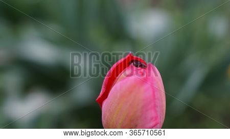 Curculionidae On A Beautiful Pink Tulip, Spring