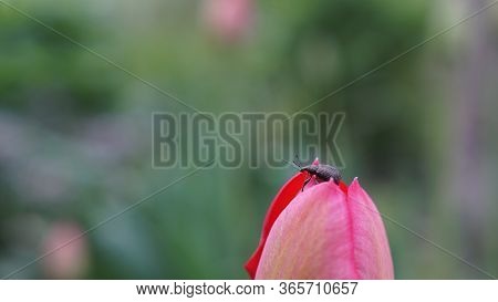 Curculionidae On A Beautiful Pink Tulip, Spring