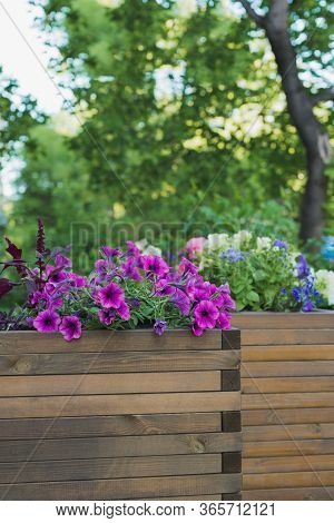 Petunia, Amaranth, Ageratum And Lobelia Flowers In Wooden Container Flower Pot Outside In Street Caf