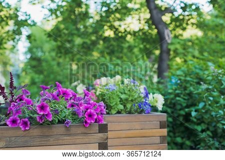 Petunia, Amaranth, Ageratum And Lobelia Flowers In Wooden Container Flower Pot Outside In Street Caf