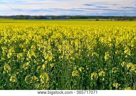 Yellow Rapeseed Field In Kumla Narke Sweden