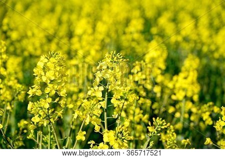 Yellow Rapeseed Field In Kumla Narke Sweden