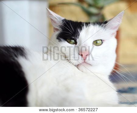 Chat noir et blanc en colère