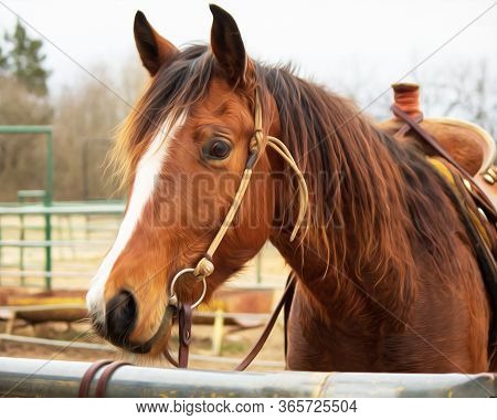 Oil Painting Effect On A Close Up Of A Horse Head