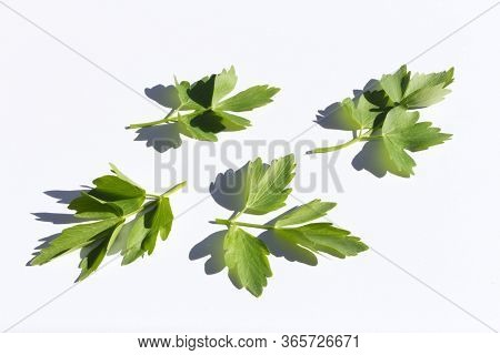 Fresh Green Lovage Isolated On White Background. Levisticum Officinale Is A Powerful Plant Of The Ap