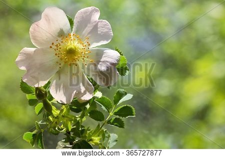 Pink Wild Rose Flowers (rosa Canina) In Forest