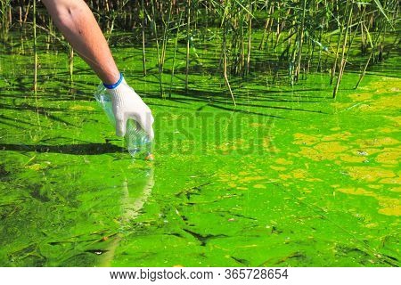 Global Pollution Of The Environment And Water. A Man Collects Green Water In A Bottle For Analysis. 