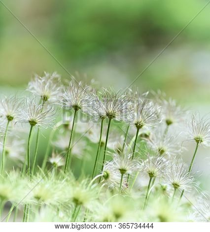 Nature Background With Wildgrass. Selective Focus. Plant Background.