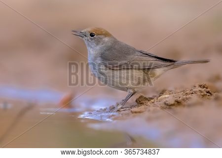 Female Eurasian Blackcap (sylvia Atricapilla) Drinking Water In An Ecological Garden