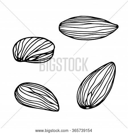 Set Of Peeled Almond Kernels, Element Of Decorative Ornament Or Pattern, Vector Illustration With Bl