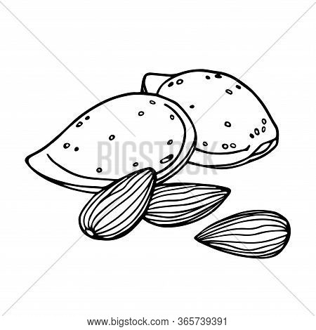 Still Life Of Almond Nuts & Peeled Kernels, Element Of Decorative Ornament Or Pattern, Vector Illust