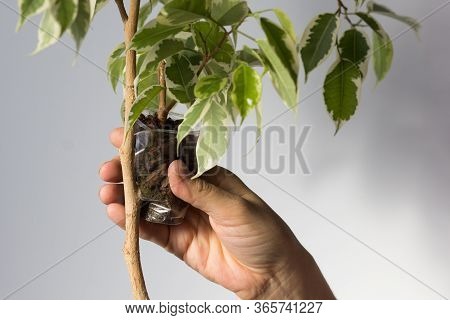 Woman Hand Putting Cup With Special Soil On Ficus Branch To Make Roots On Removed Part Bark Of Ficus