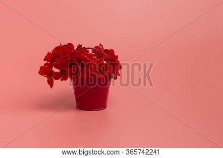 Red Flowers Geranium On Pinck Flowers, Monochrome, Blossoms