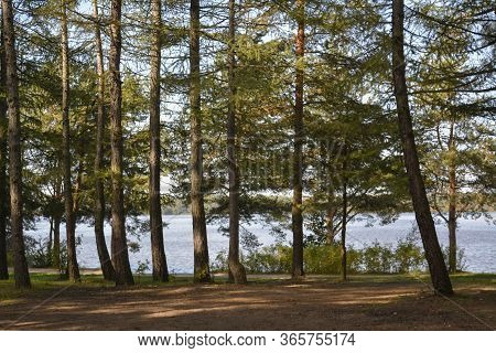 Saint Petersburg, Russia. September, 14, 2014. A Row Of Pine Tree Trunk On A Sandy Shore Of Sestrore
