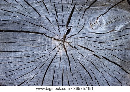 Natural Old Wood Tree Stump Vintage Background Background With Cracks. Brown Elm Bark Seamless Textu