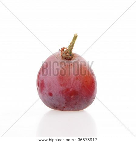 Winogron