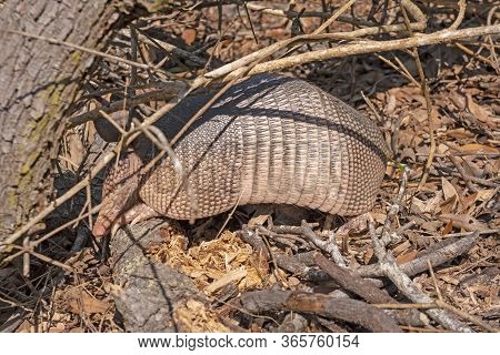 Nine Banded Armadillo Searching For Food In The Undergrowth In The Aransas National Wildlife Refuge 