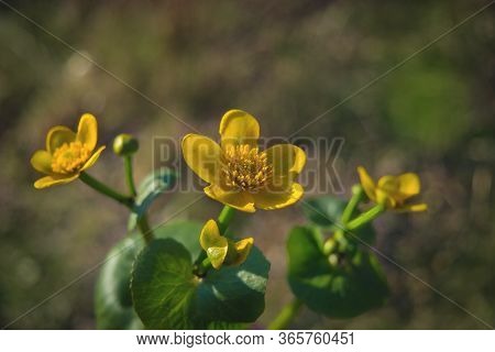 Bright Yellow Caltha Flowers On Green Leaves Background Close Up. Caltha Palustris, Known As Marsh-m