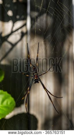 View Of A Female Golden Orb Web Spider, Nephila Plumipes, On A Very Large And Strong Vertical Web Fo