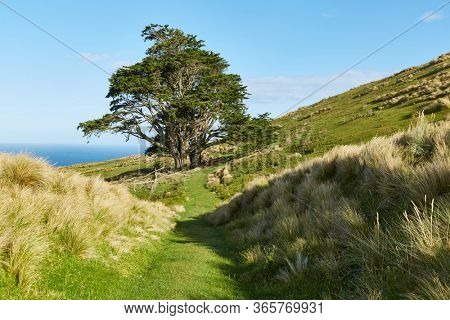 Green hills with fresh grass and trees in New Zealand