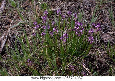 Purple Wild Flower Field Bell Flower On A Background Of Green Grass On A Summer Sunny Day. Flower Po