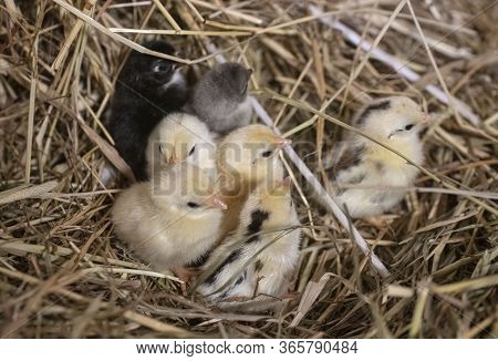Group Of Serama Chicks In Their Nest