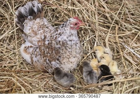 Group Of Serama Chicks In Their Nest