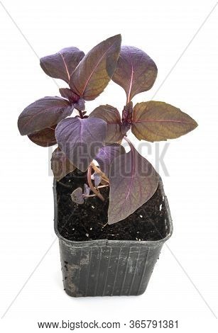 Ocimum Basilicum Purpurascens In Front Of White Background