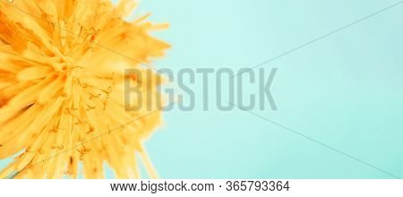 Close-up Defocused Horizontal Banner Yellow Dandelion On Tranquil Green Mint Background With Copy Sp