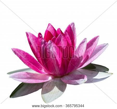 Pink Water Lily Flower, Nymphaea Lotus, Nymphaea Sp. Hort., Isolated On A White Background. Water Li