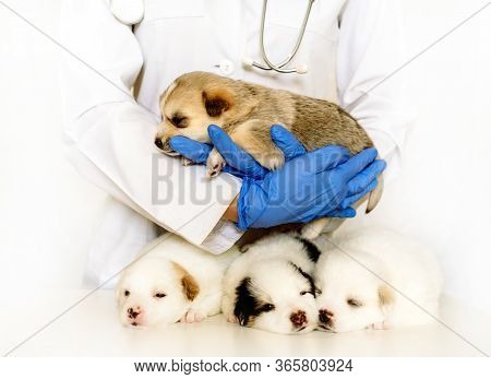 Cute Puppy On Hands At A Vet. Four Fluffy Spotted White Puppies.care For A Pet. Little Red Dog On Wh