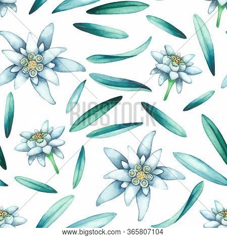 Seamless Pattern Of Watercolor Edelweiss Flowers And Leaves.