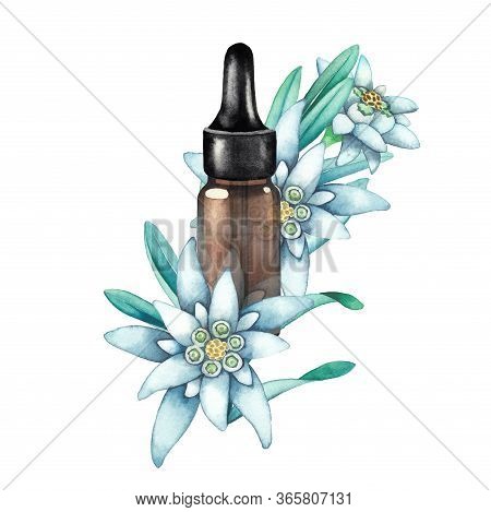 Watercolor Essential Oil Bottle Decorated With Edelweiss Leaves And Flowers