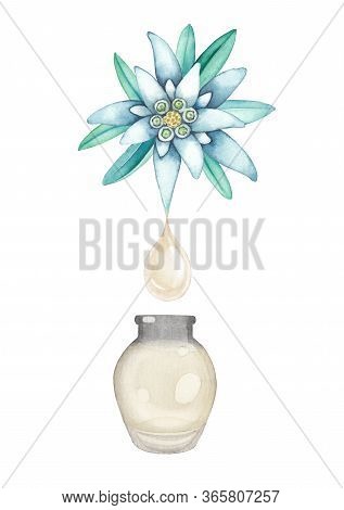 Watercolor Oil Drop Dripping From The Edelweiss Plant Inside The Glass Bottle