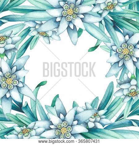 Watercolor Edelweiss Flowers And Leaves. Hand Painted Floral Design