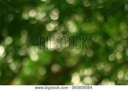 Abstract Bokeh Of Green Tree Color For Summer Background.