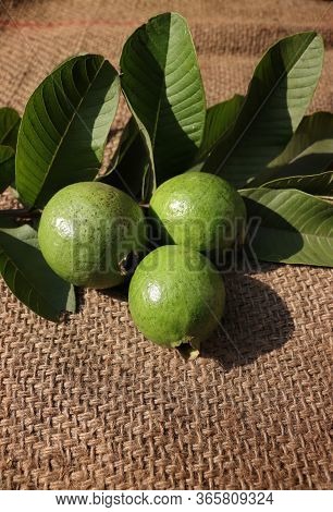 Fresh Guava With Leaves Isolated On Burlap Background With Selective Focus In Vertical Orientation
