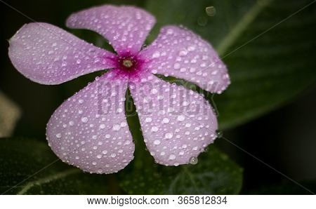 Macro Of Rose Periwinkle Flower With Water Droplets In Horizontal Orientation, Also Known As Bright 