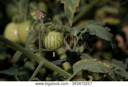 Raw Tomato Hanging From Its Plant, Cultivated In An Agricultural Field